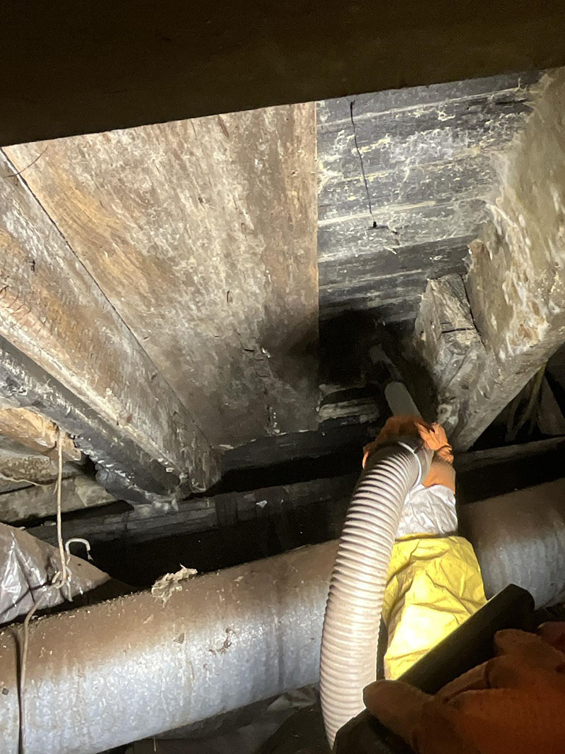 Water extraction hose removing standing water from crawlspace during mold remediation